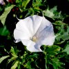 Datura stramonium